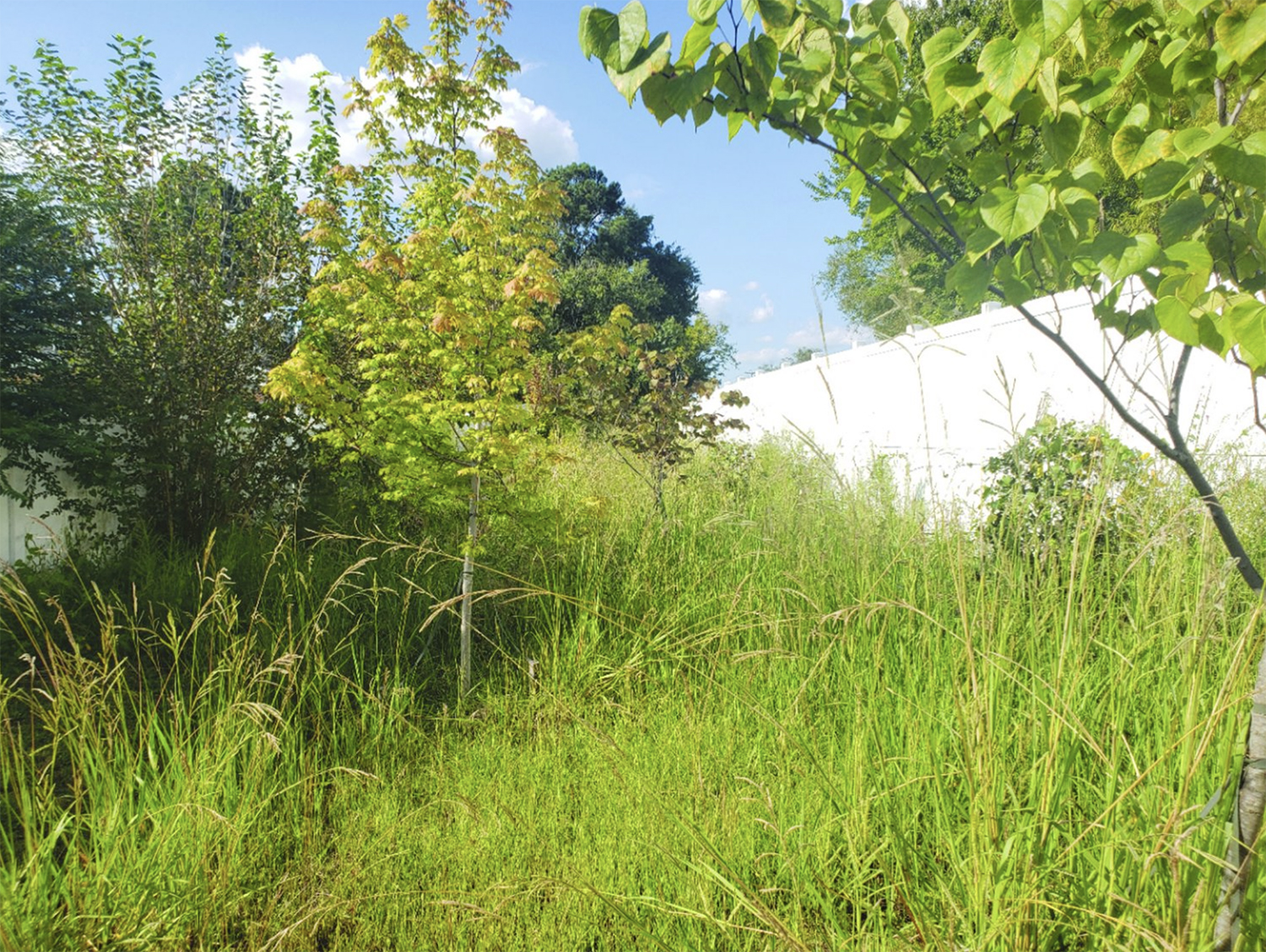 Keep Your Meter Clear of Overgrowth | Clarks Branch Water Association